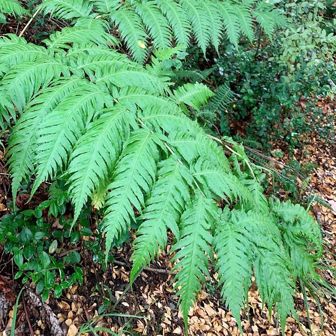 Helecho Woodwardia - Woodwardia Sp.