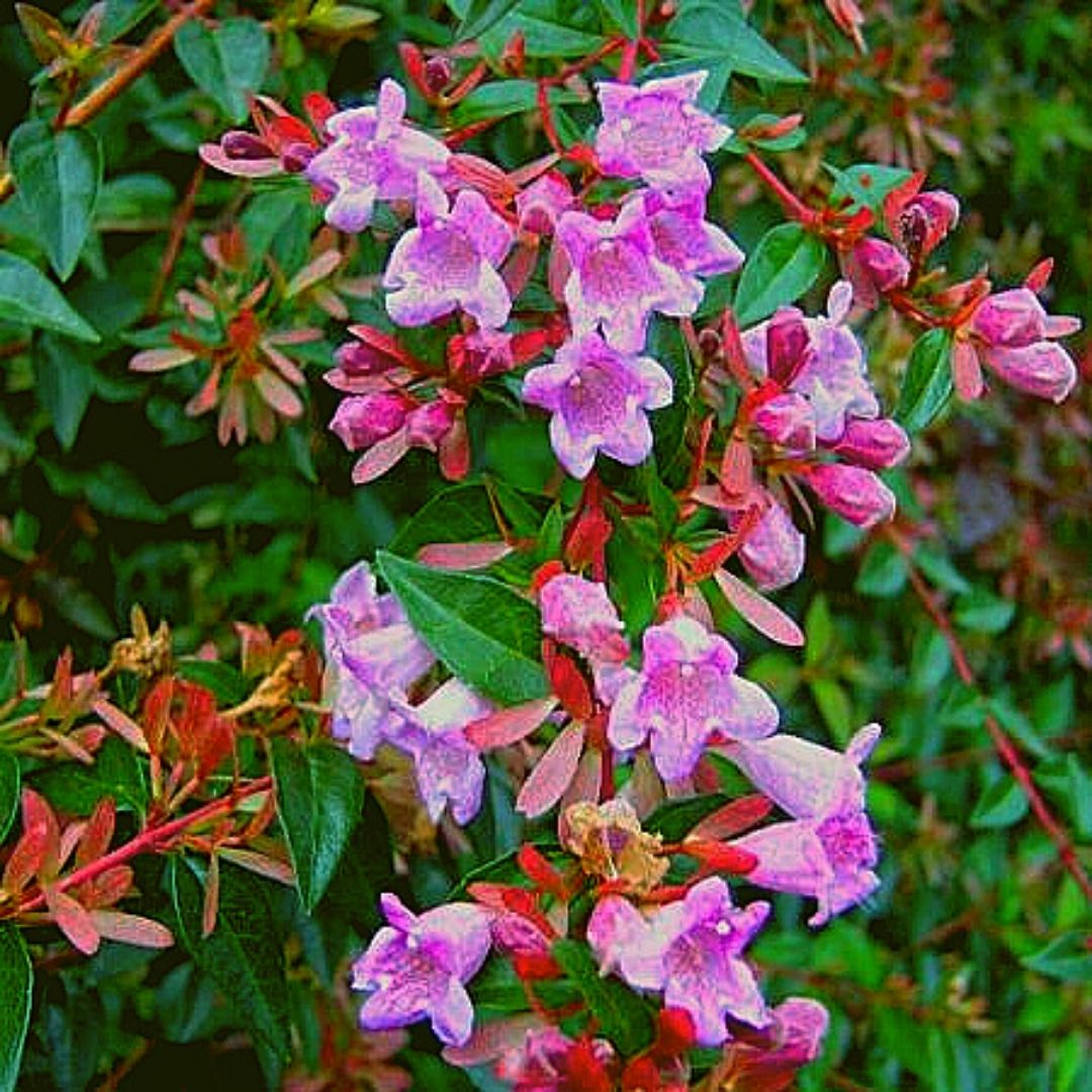 Abelia Rosada - Abelia Edward Goucher
