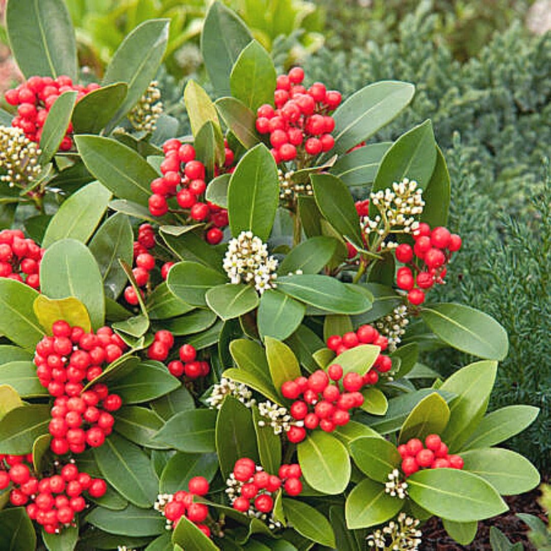 Skimia Japonica - Skimmia Japonica