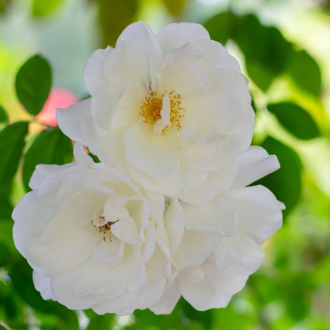 Rosa Trepadora Iceberg - Rosa Iceberg