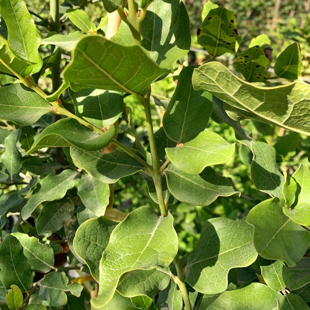 Belloto Del Norte - Beilschmiedia Miersii