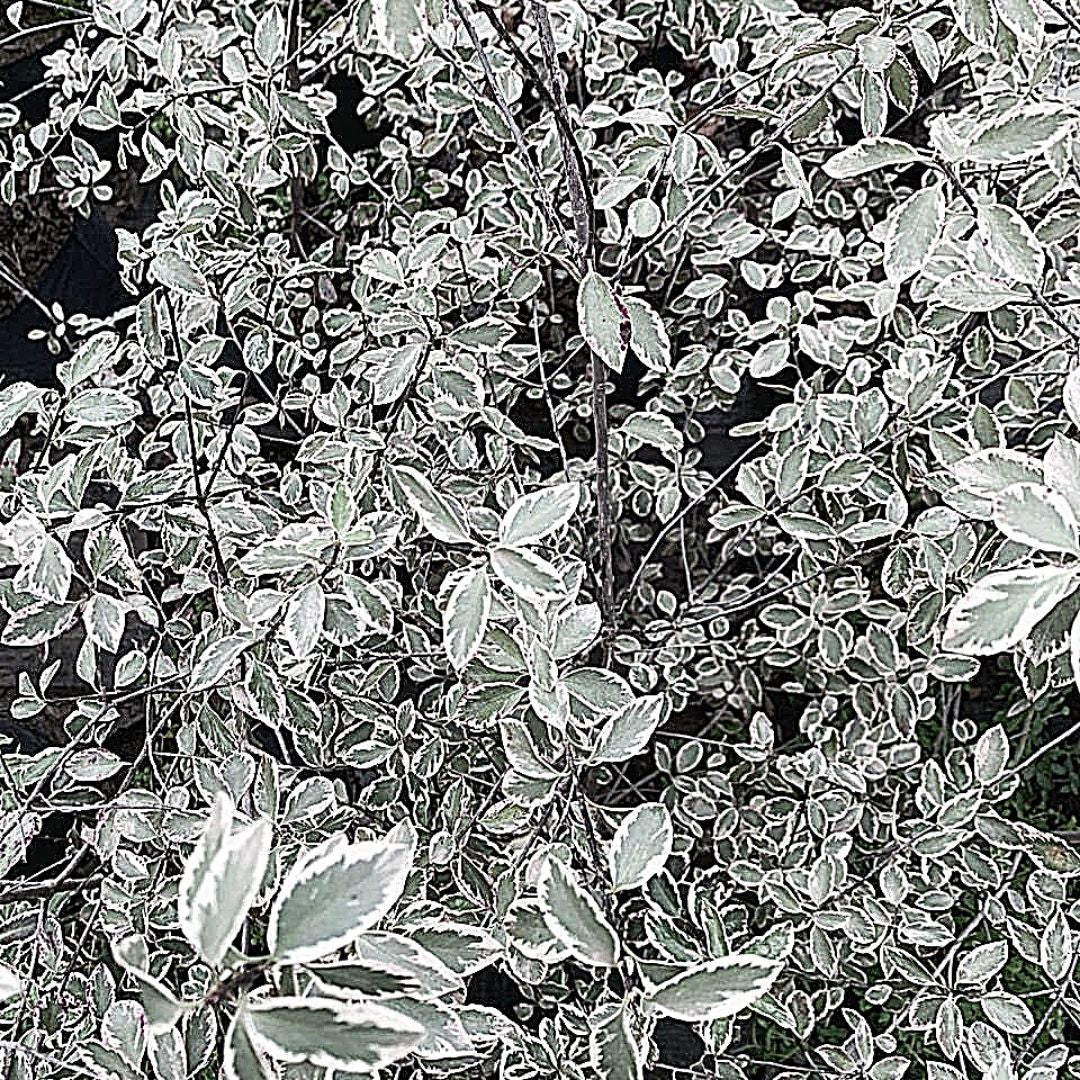 Pitosporo Garnetty - Pittosporum Garnetty