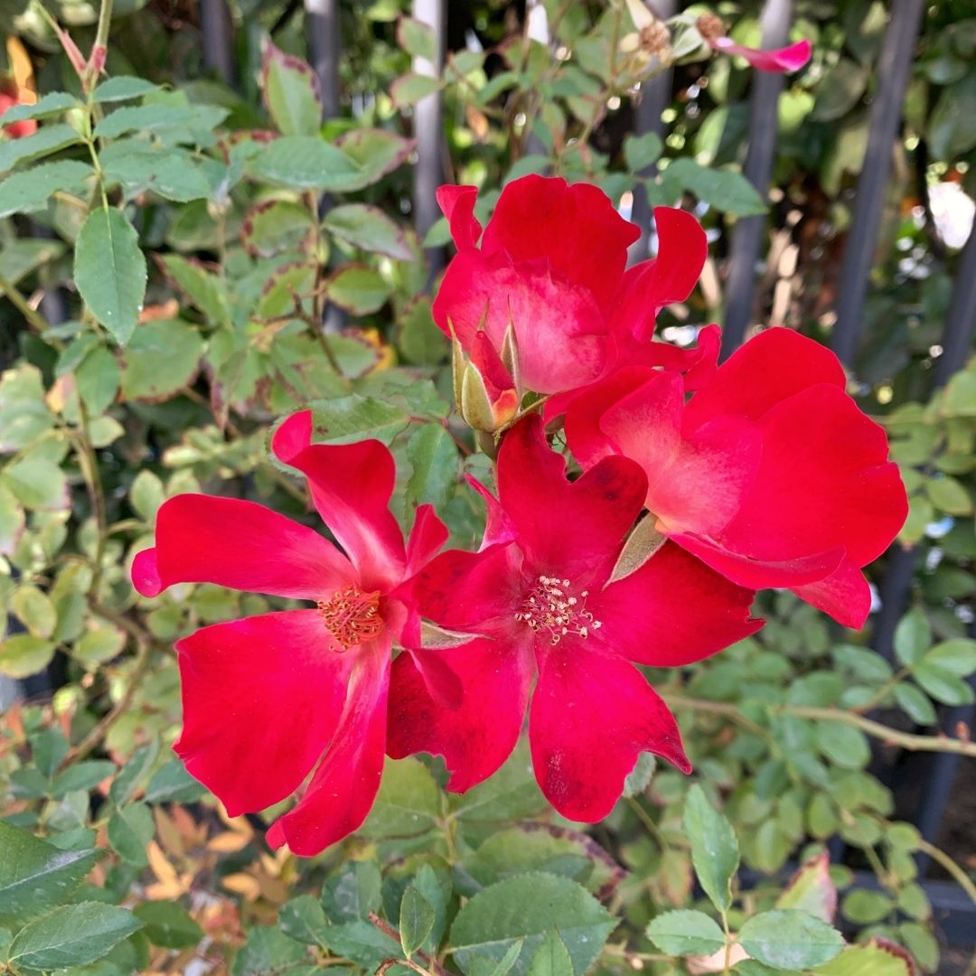 Rosa Trepadora Cocktail - Rosa Cocktail Var. Meimick