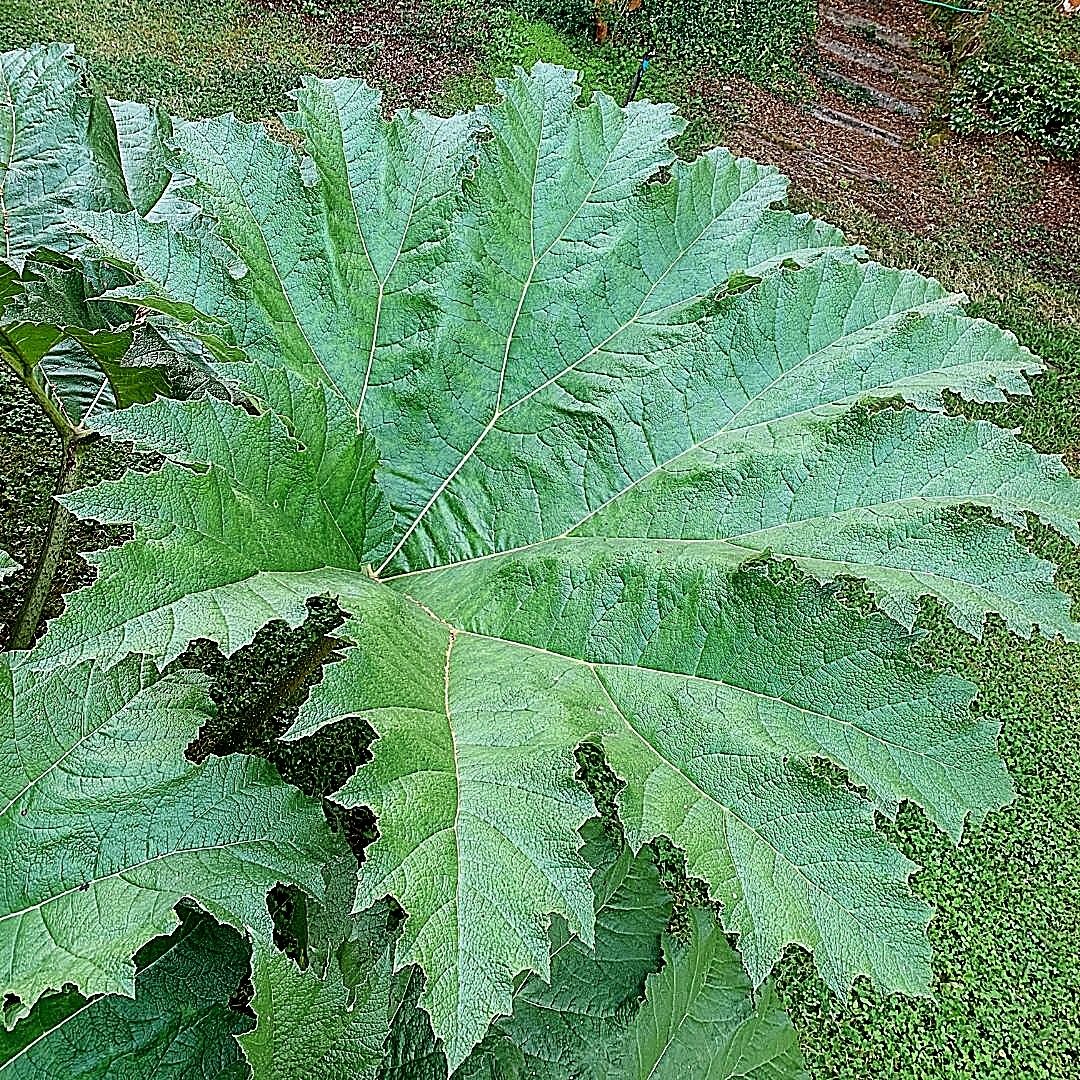Nalca - Gunnera Chilensis Lam.