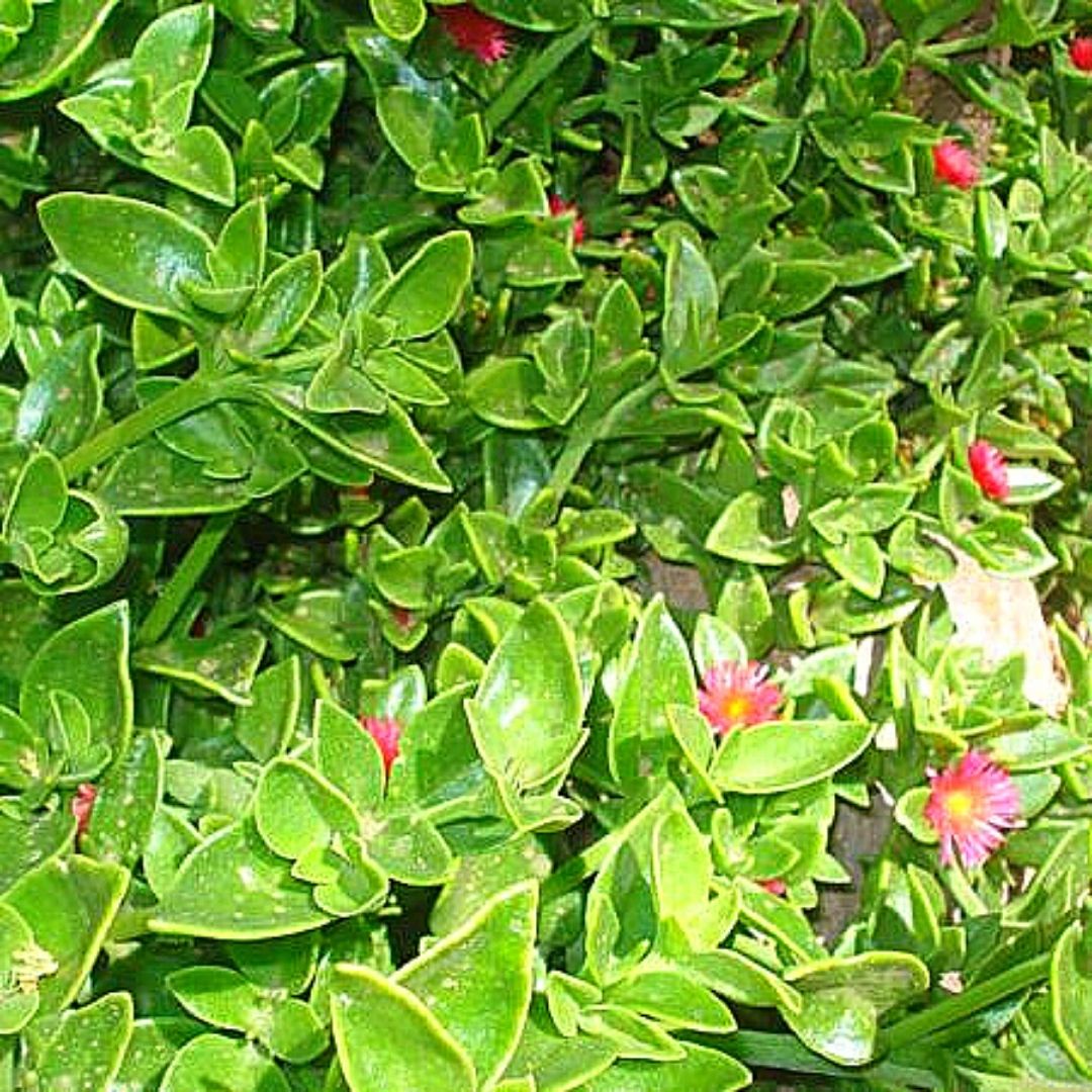 Cabellera De La Reina - Aptenia Cordifolia