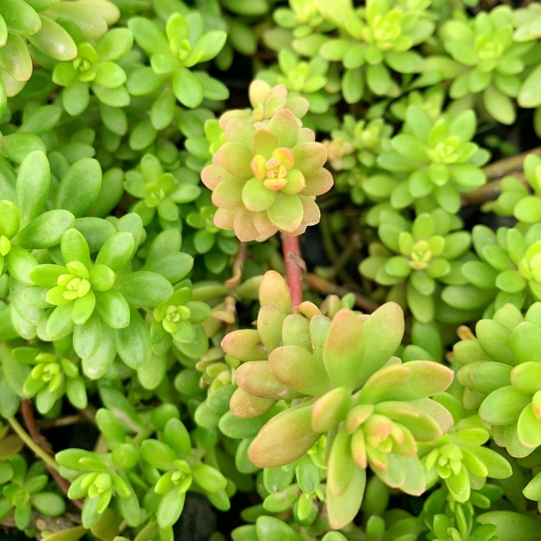 Sedum Verde