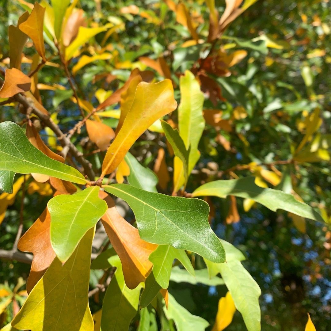 Roble Americano - Quercus Falcata