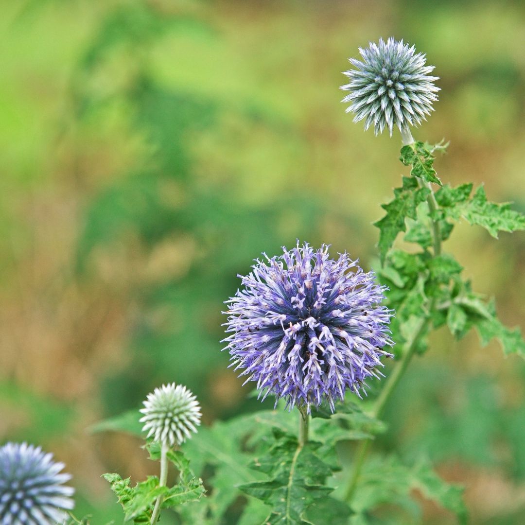 Cardo Azul - Echinops Ritro