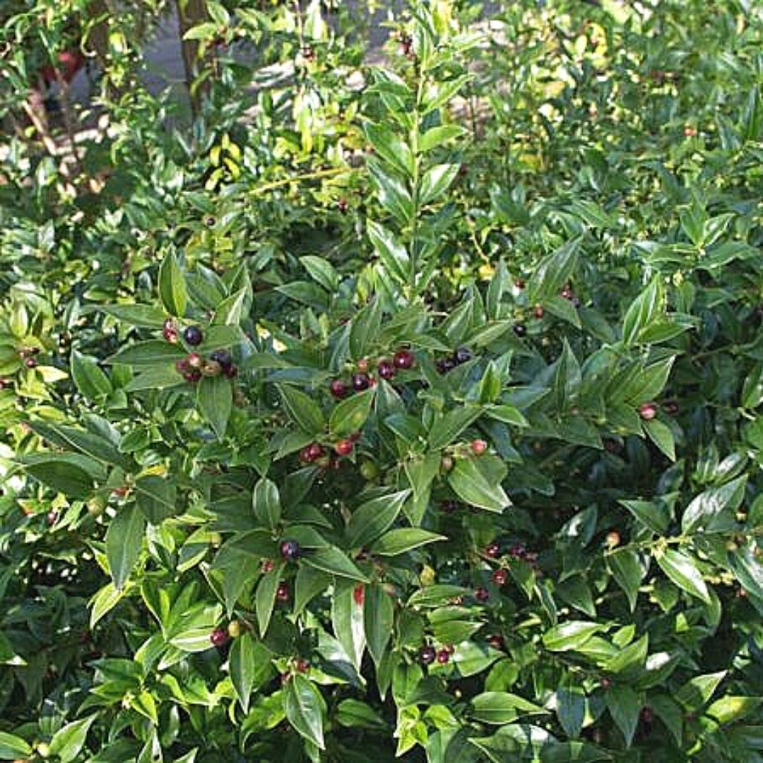 Sarcococa Humilis - Sarcococca Hookeriana Var. Humilis