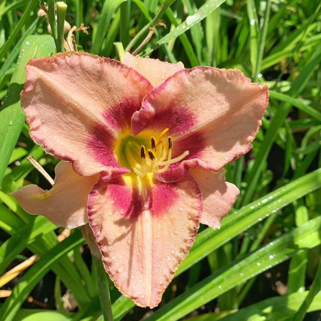 Hemerocallis Rosado centro Burdeo