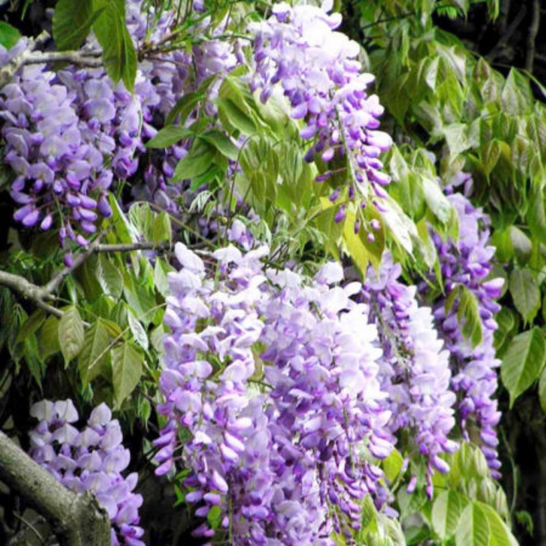 Flor De La Pluma - Wisteria Sinensis Azul