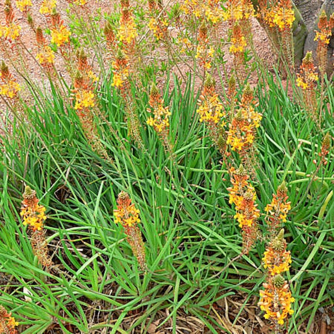 Bulbines - Bulbine Frutescens