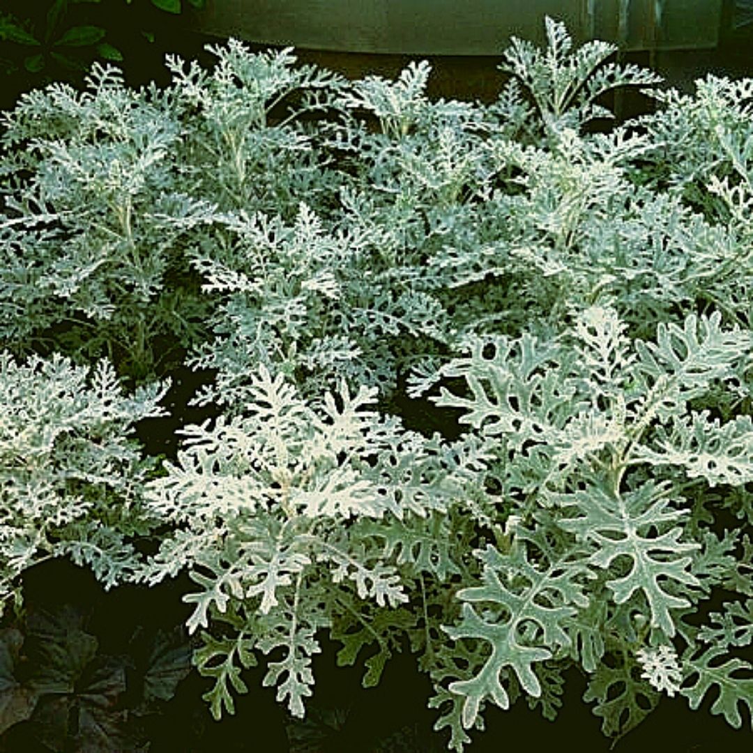 Cineraria - Cineraria Maritima