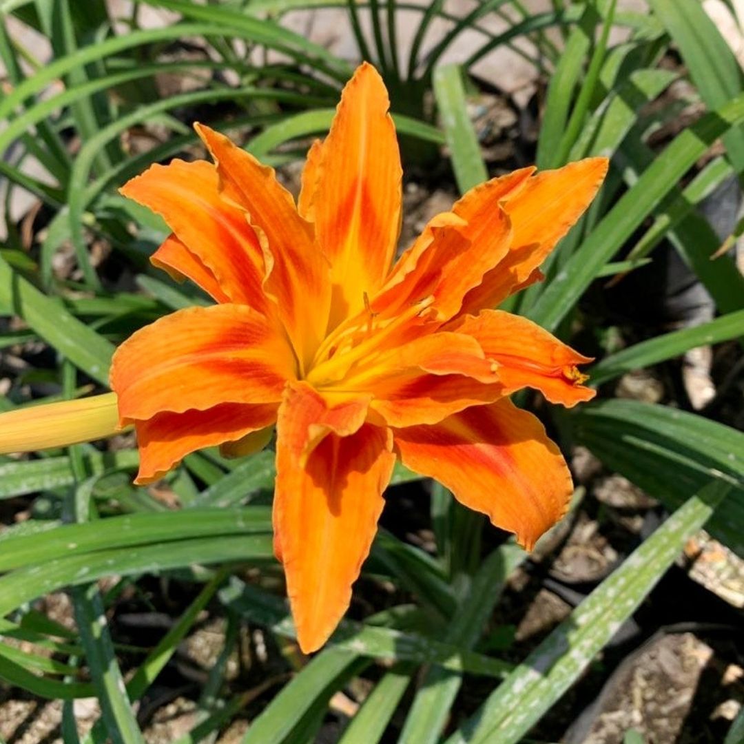 Hemerocallis Naranja Doble