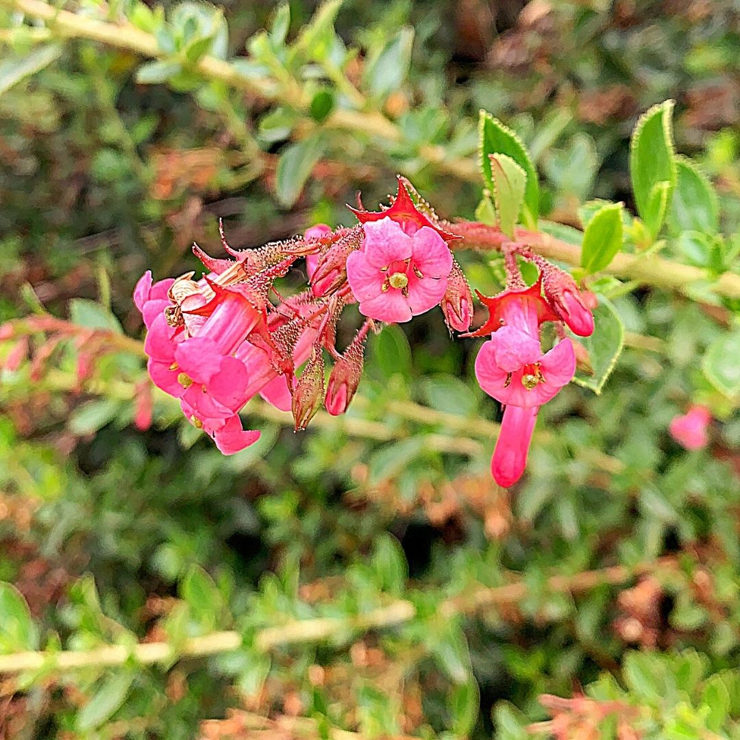 Ñipa- Siete camisas - Escallonia Rubra Var. Macrantha