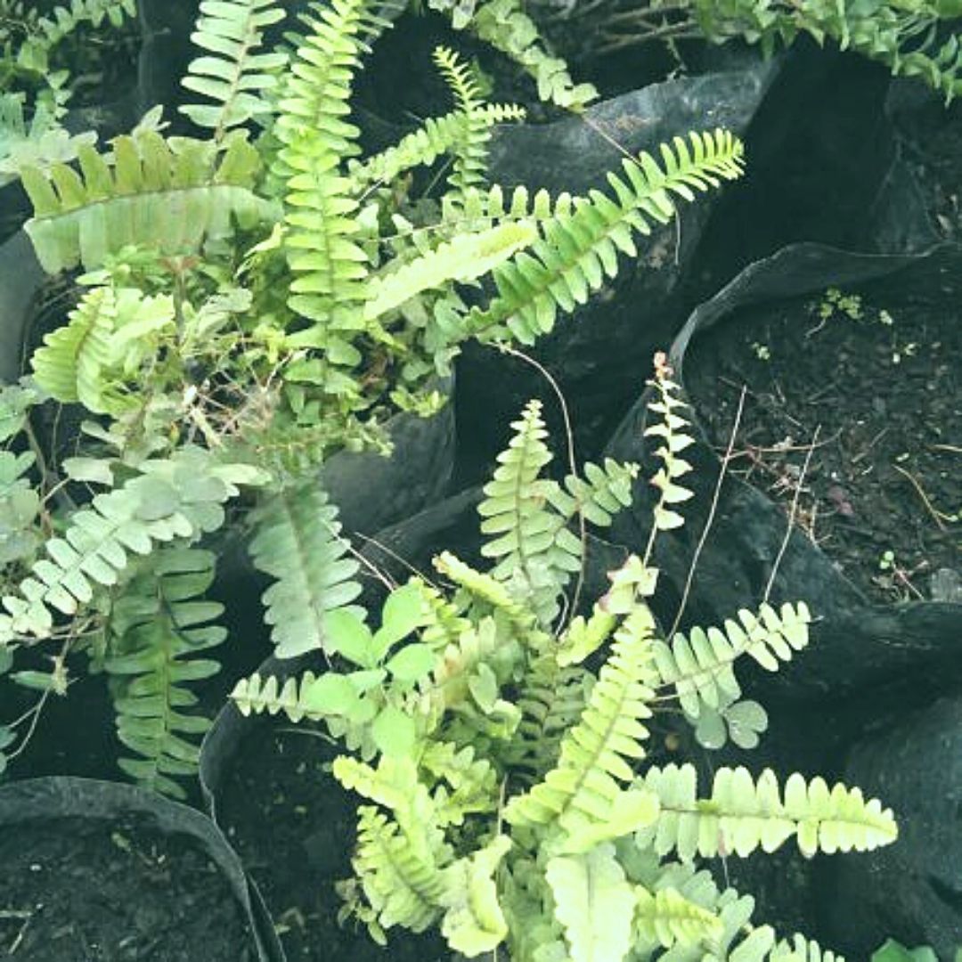 Helecho Hastatum - Blechnum Hastatum