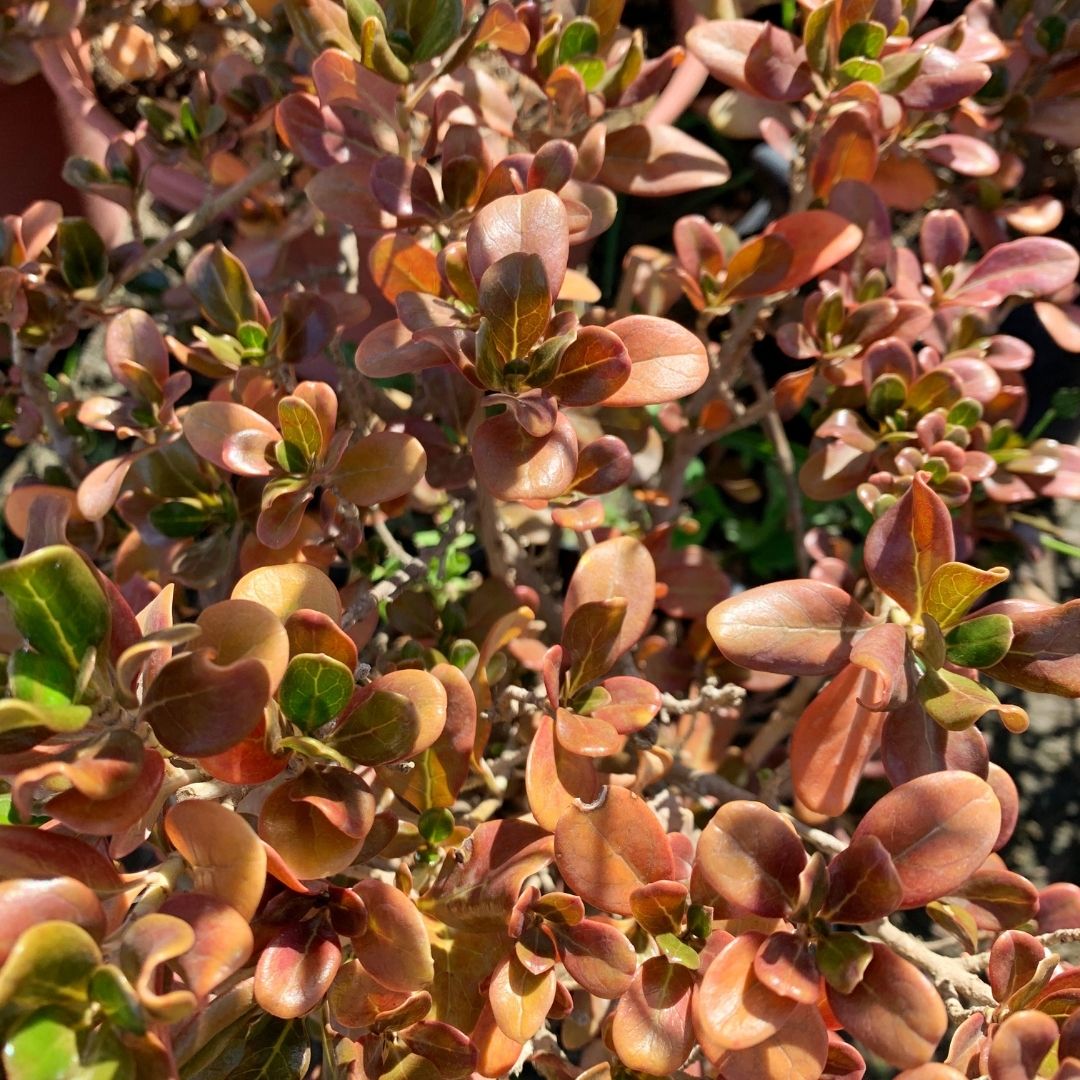 Coprosma Africano - Coprosma Karo Red