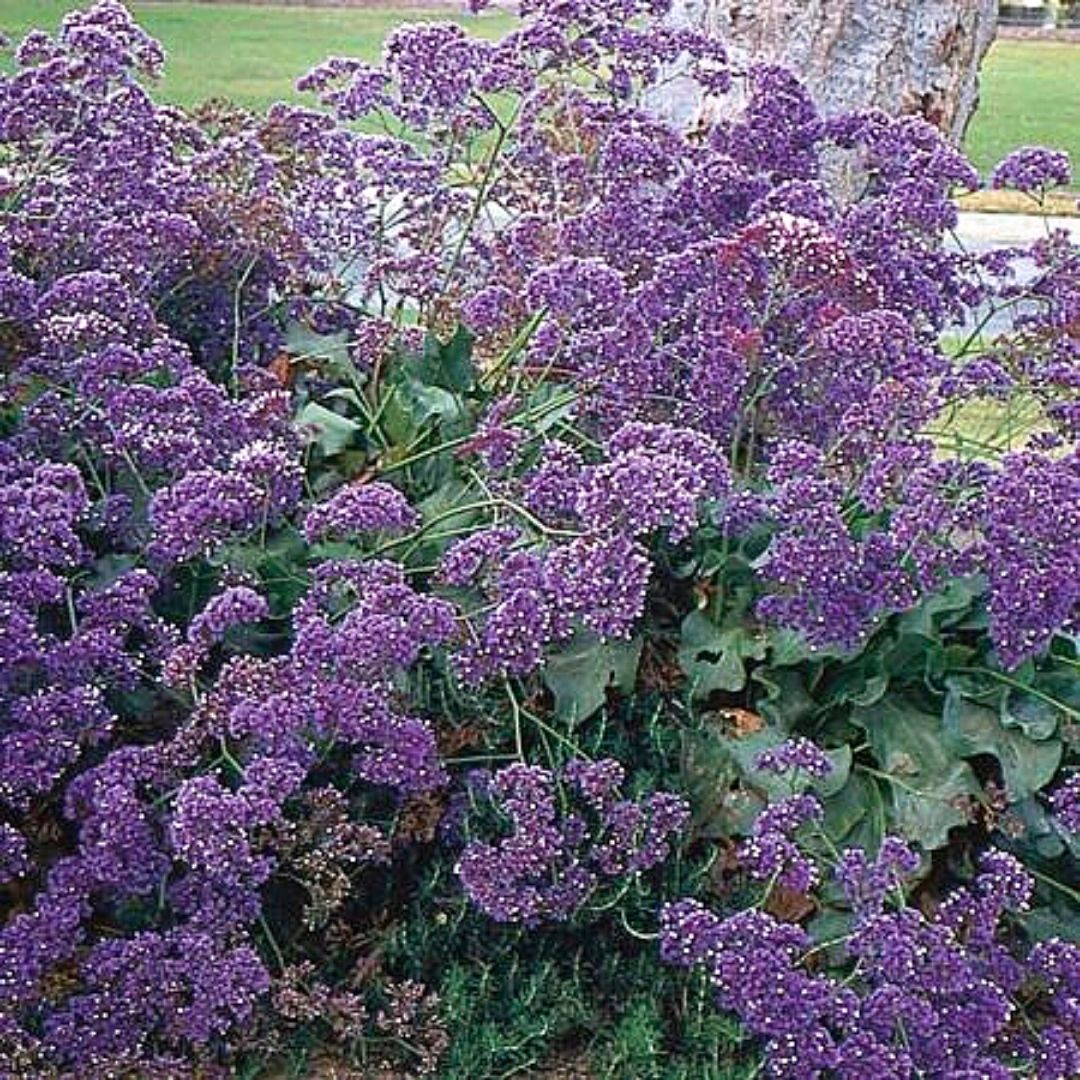 Limonium Perezi - Limonium Perezii