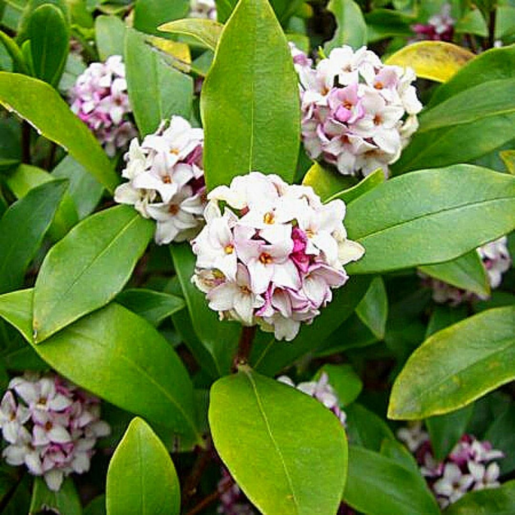Daphne - Daphne Odorata