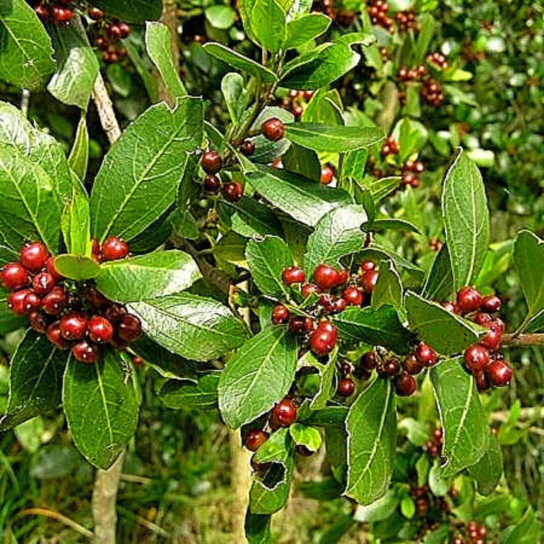 Rhamnus - Rhamnus Alaternus