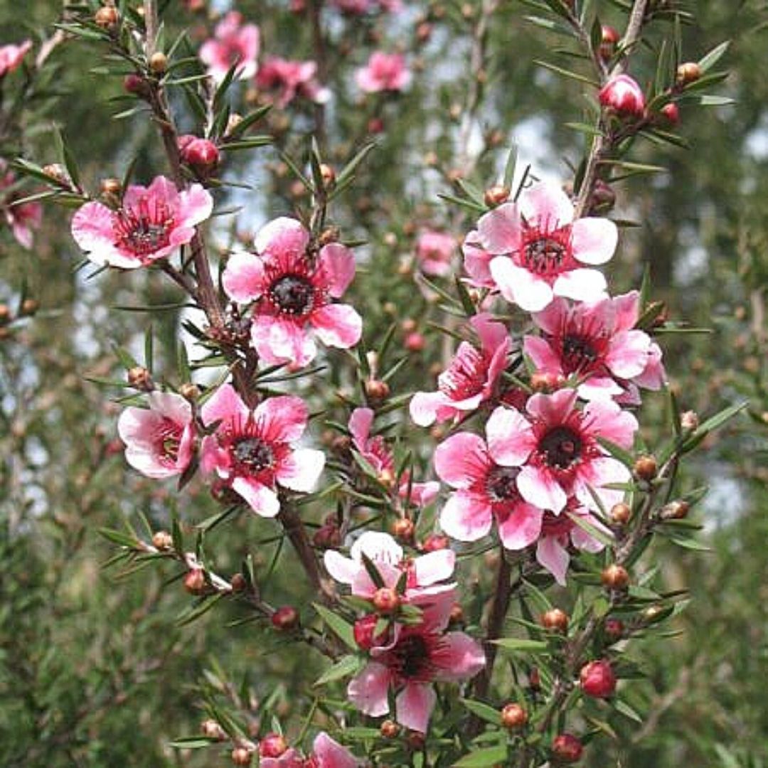 Leptospermum - Leptospermum Scoparium Rosado