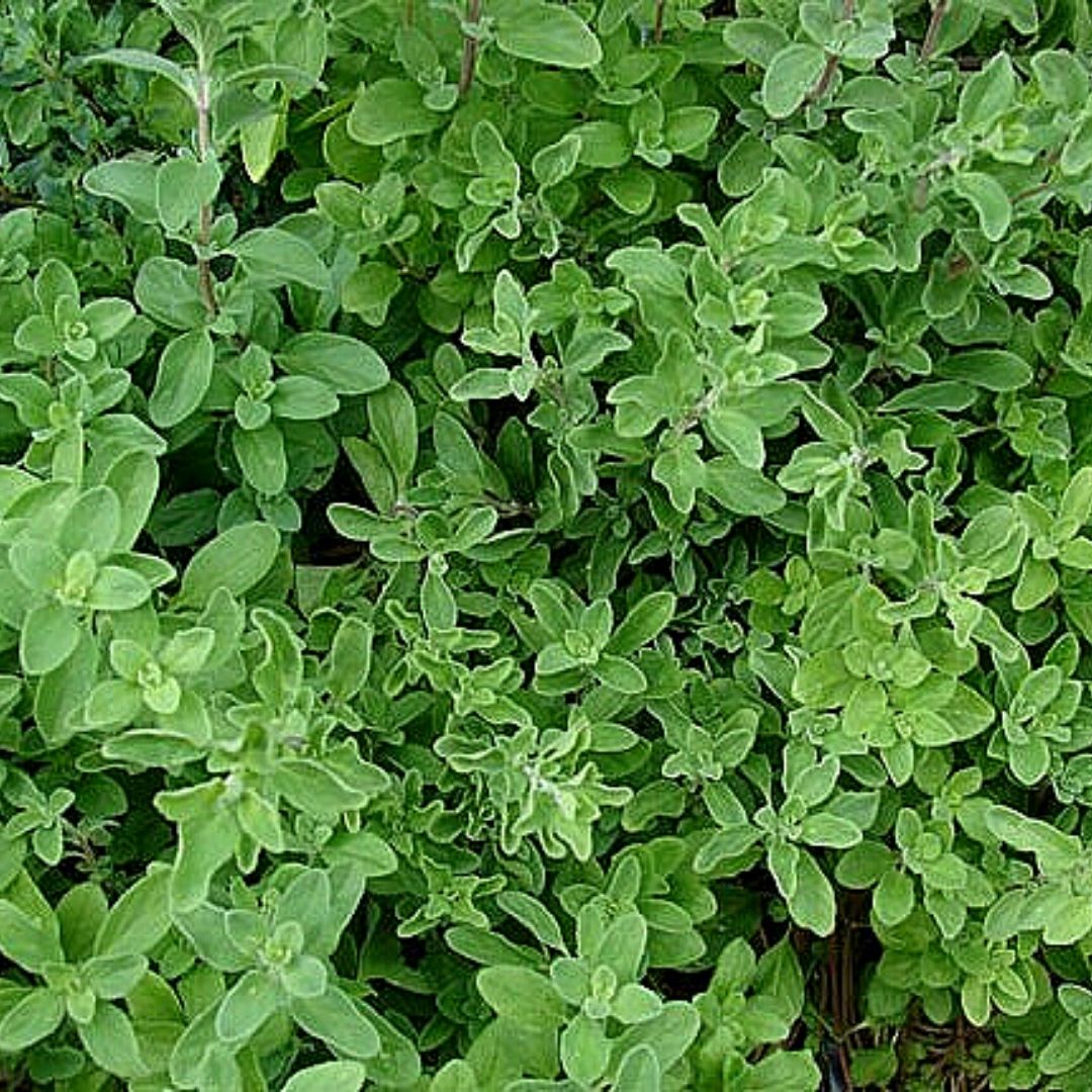 Oregano - Origanum Majorana