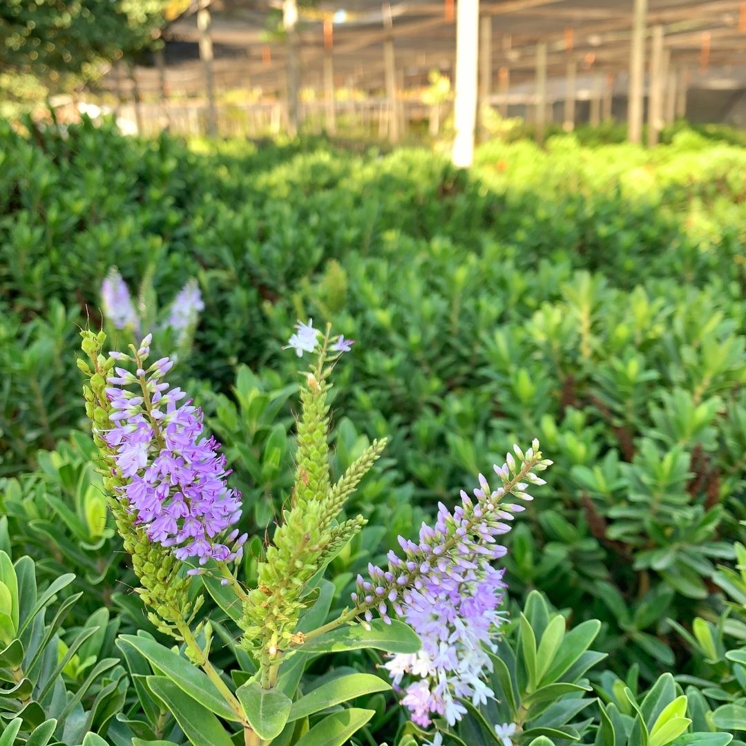 Veronica Brillantisima