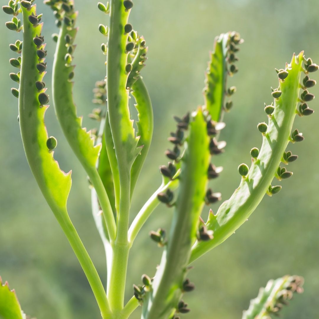 Kalanchoe Diagremontiana