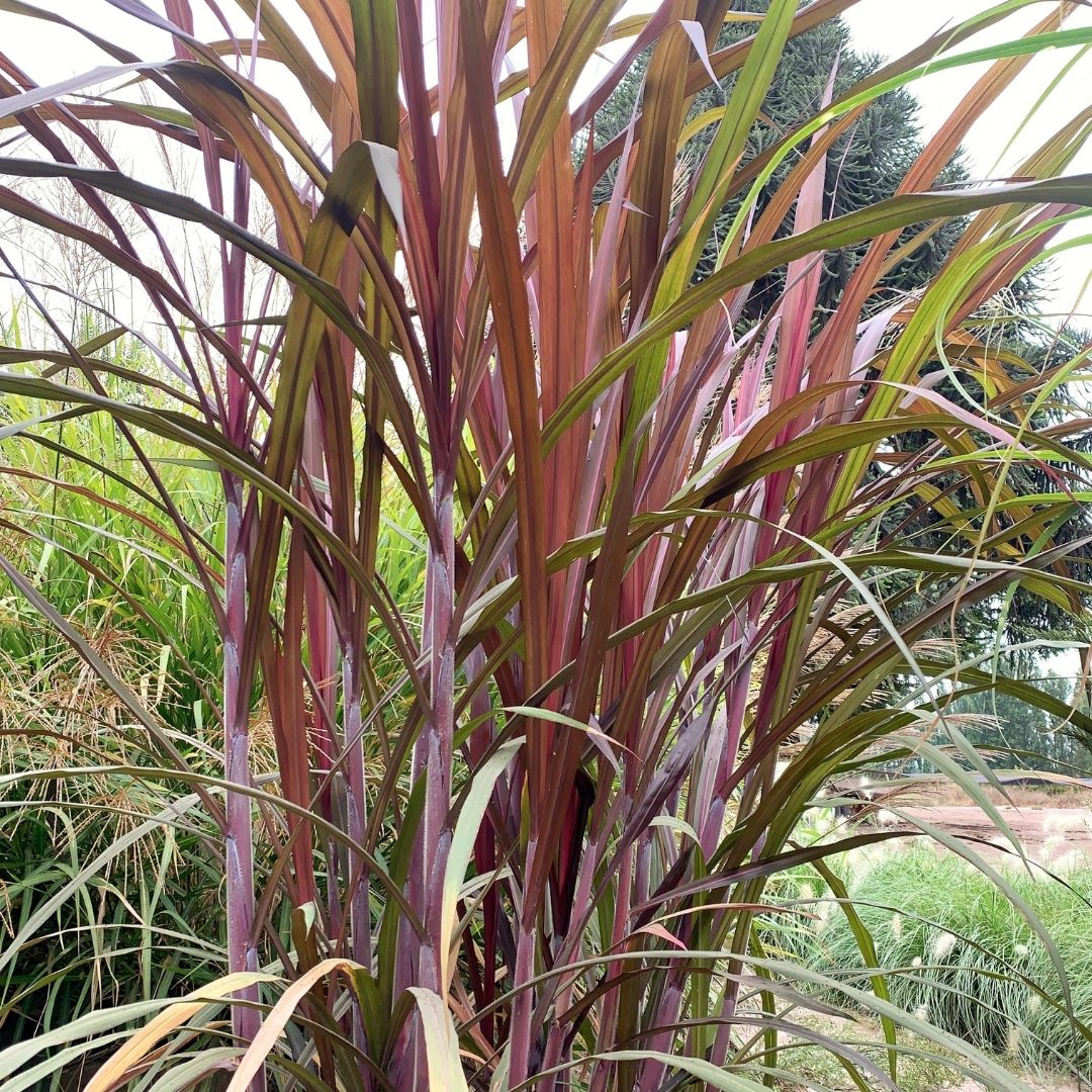 Caña De Azucar - Saccharum Officinarum Rubrum
