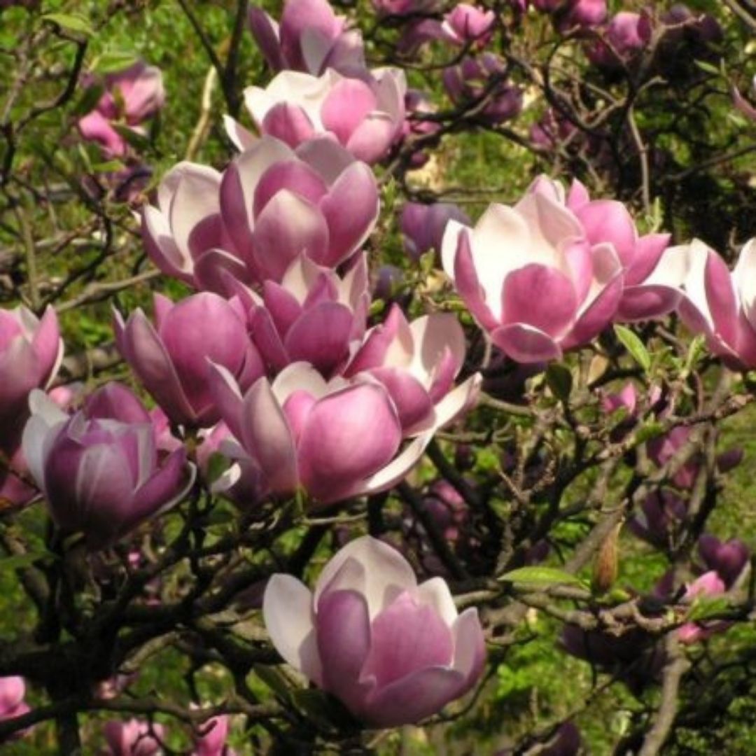 Magnolio Soulangeana - Magnolia X Soulangeana