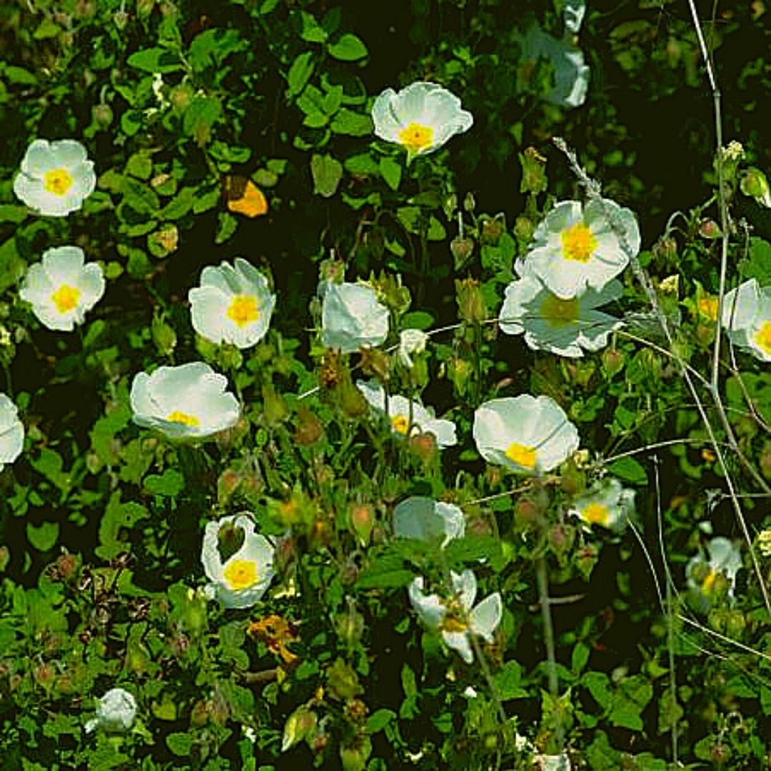 Cistus Rastrero - Cistus Salvifolius