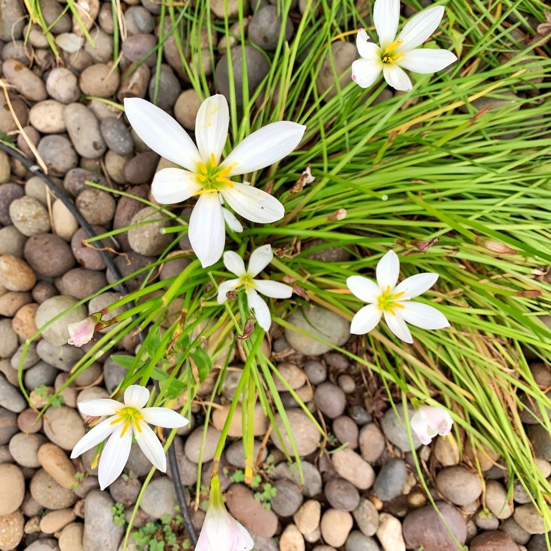 Zephirantes - Zephirantes Candida