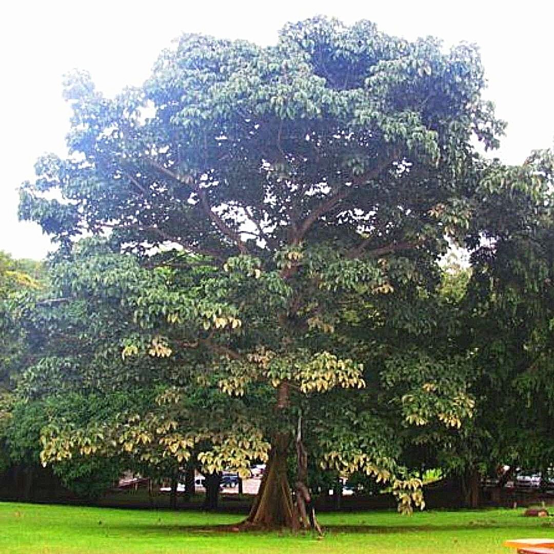 Sterculia - Sterculia Sp