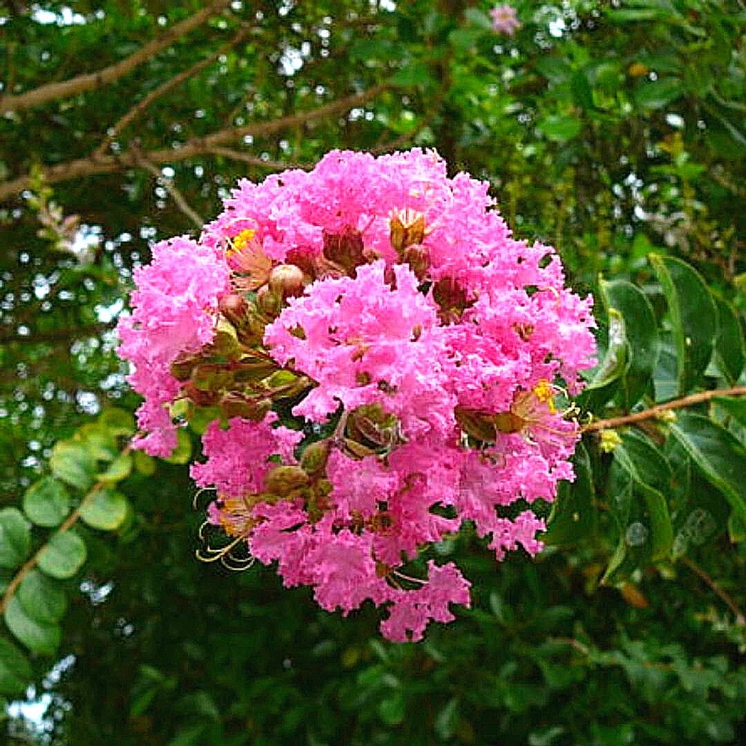 Crespón - Lagerstroemia Indica