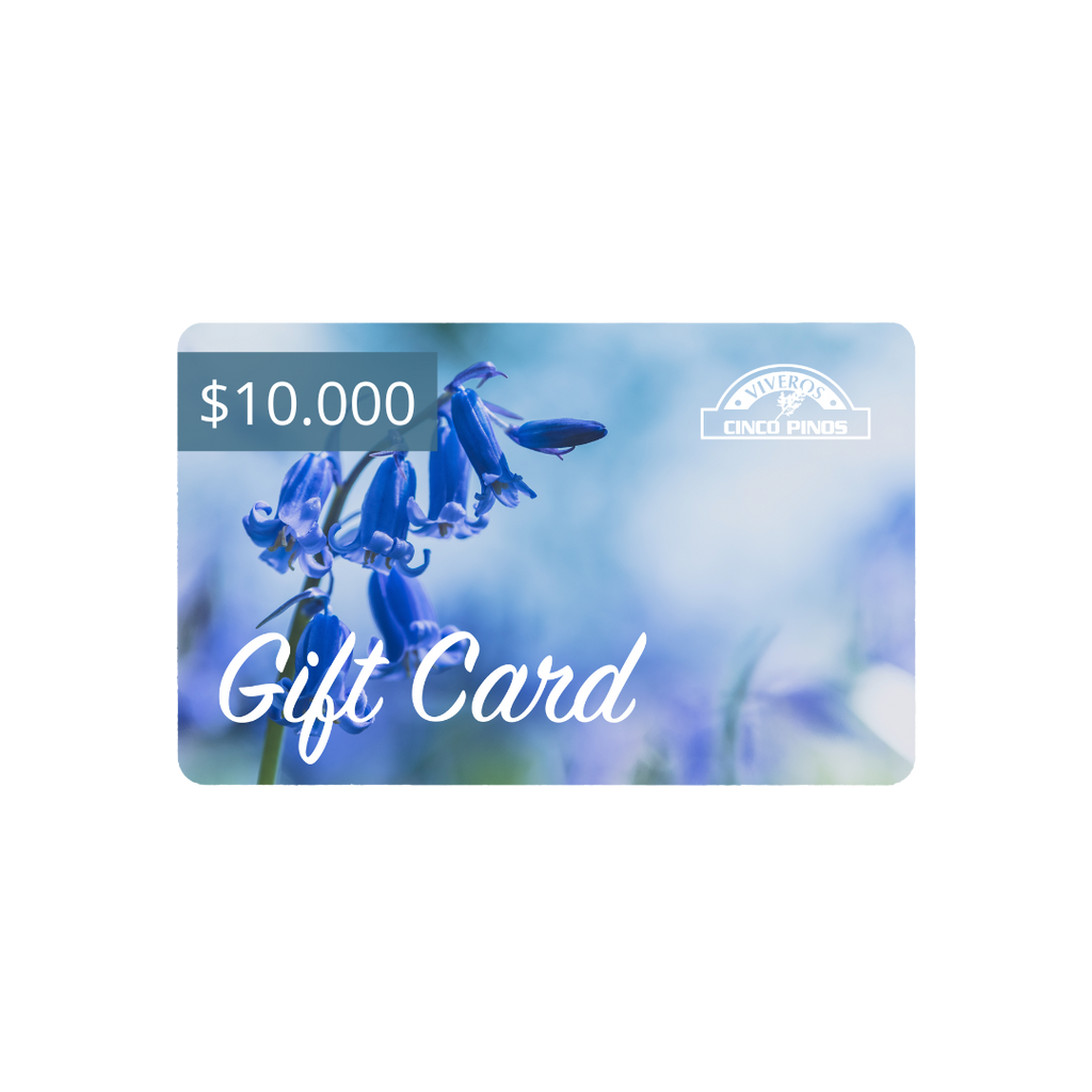 Gift Card de Cincopinos.cl