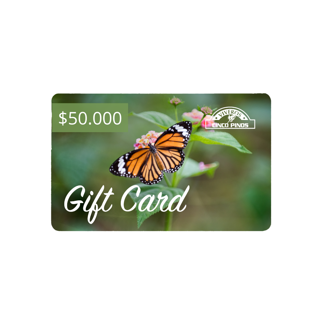 Gift Card de Cincopinos.cl