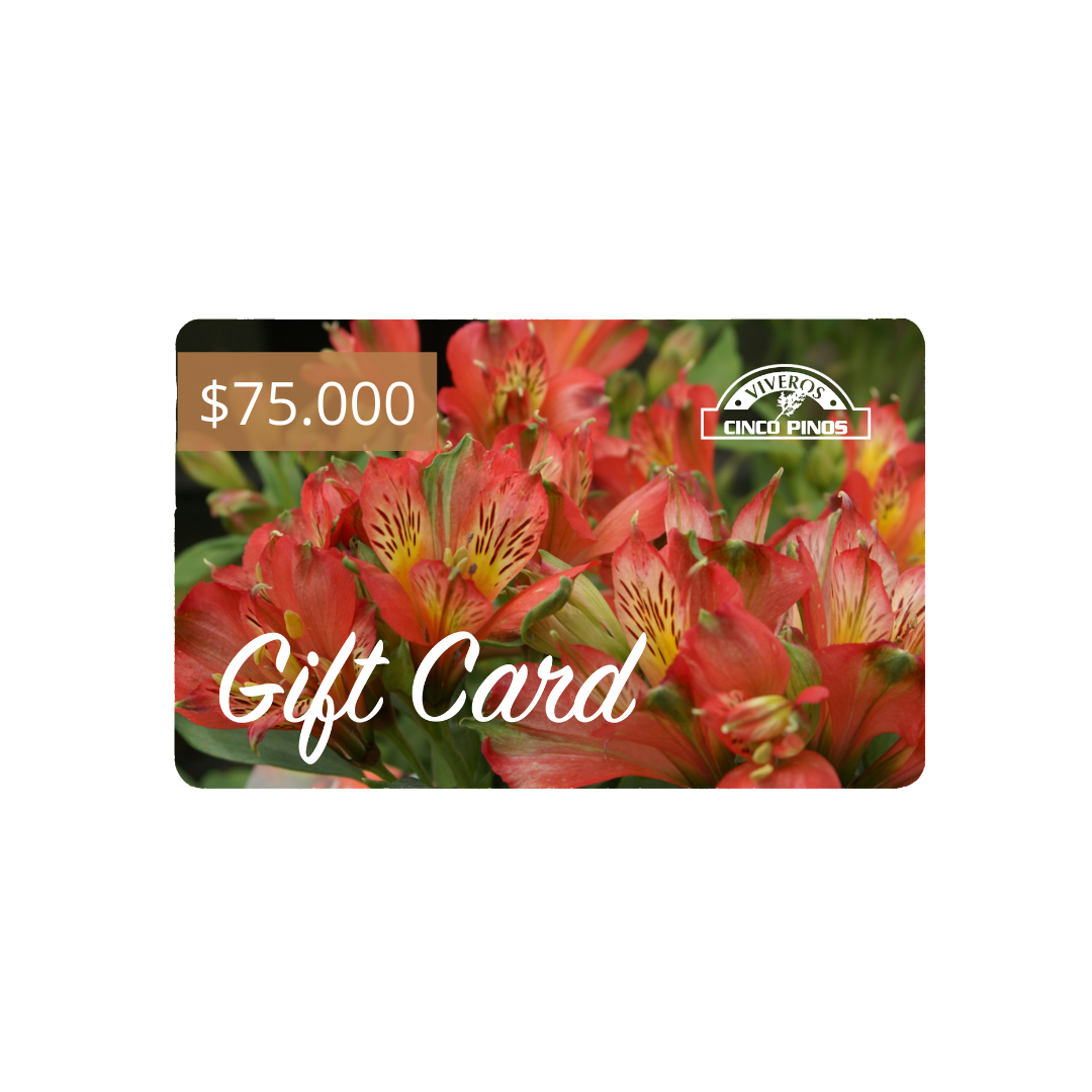 Gift Card de Cincopinos.cl