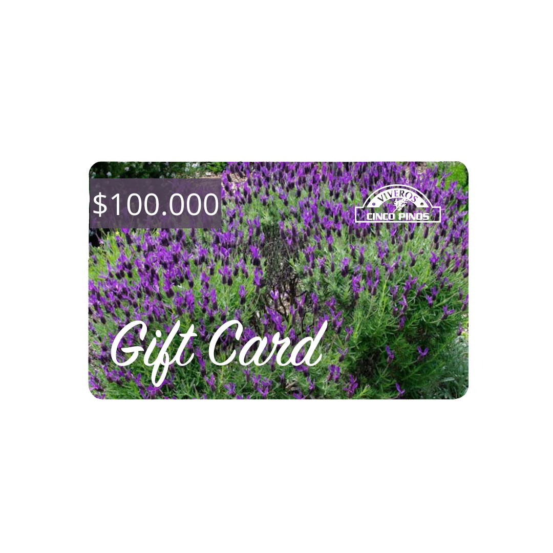 Gift Card de Cincopinos.cl