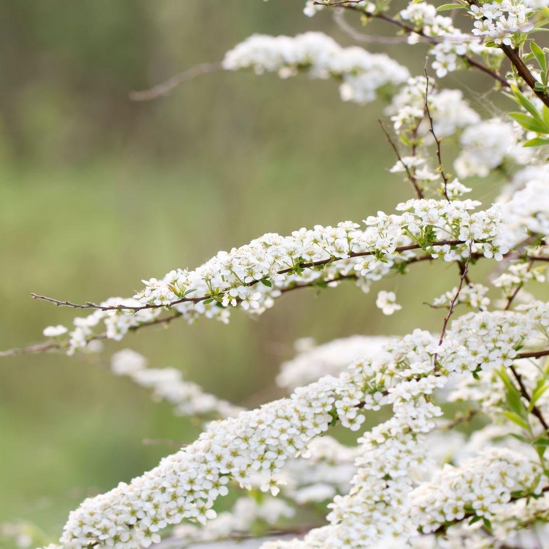 Spirea Thumbergii - Spiraea Thumbergii