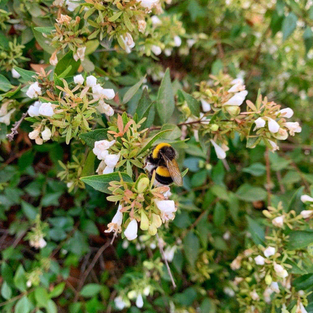 Abelia Verde Enana - Abelia Grandiflora Var. Nana