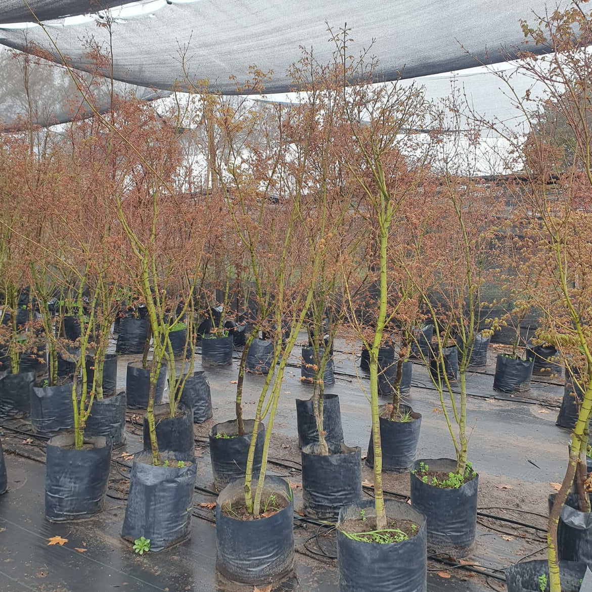 Acer Japónico - Acer Palmatum