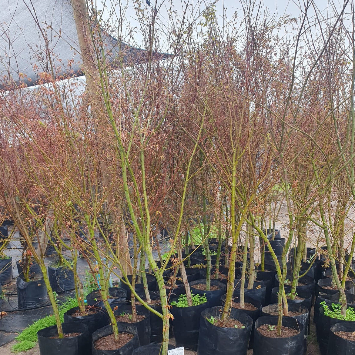 Acer Japónico - Acer Palmatum