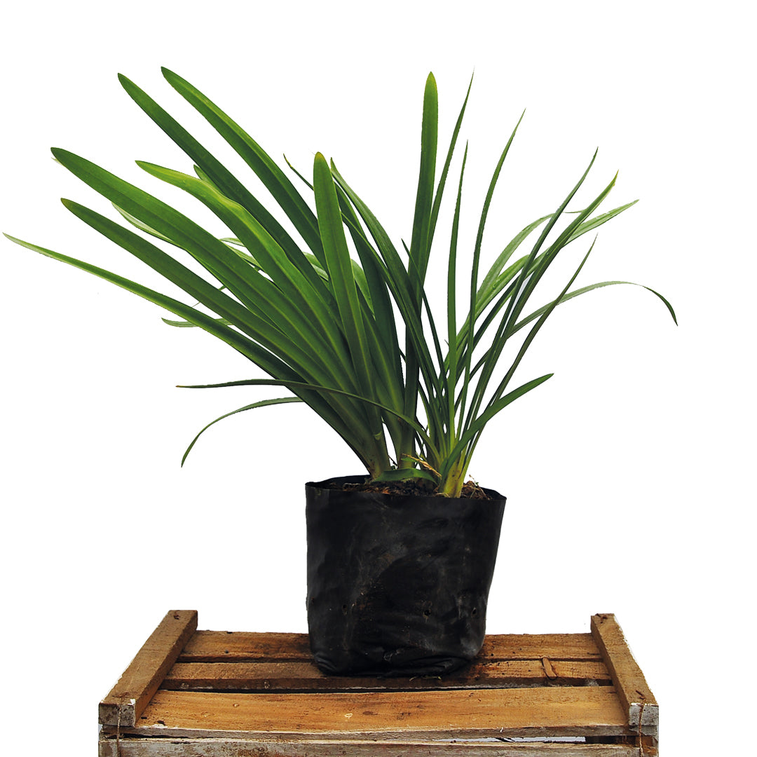 Agapanto Azul - Agapanthus Africanus.