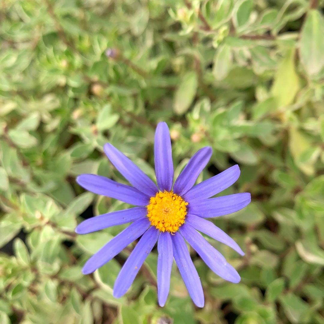 Agatea variegada - Felicia amelloides variegata