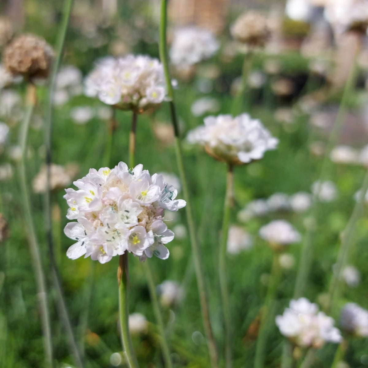Armeria Marítima Blanca- Clavelina del mar