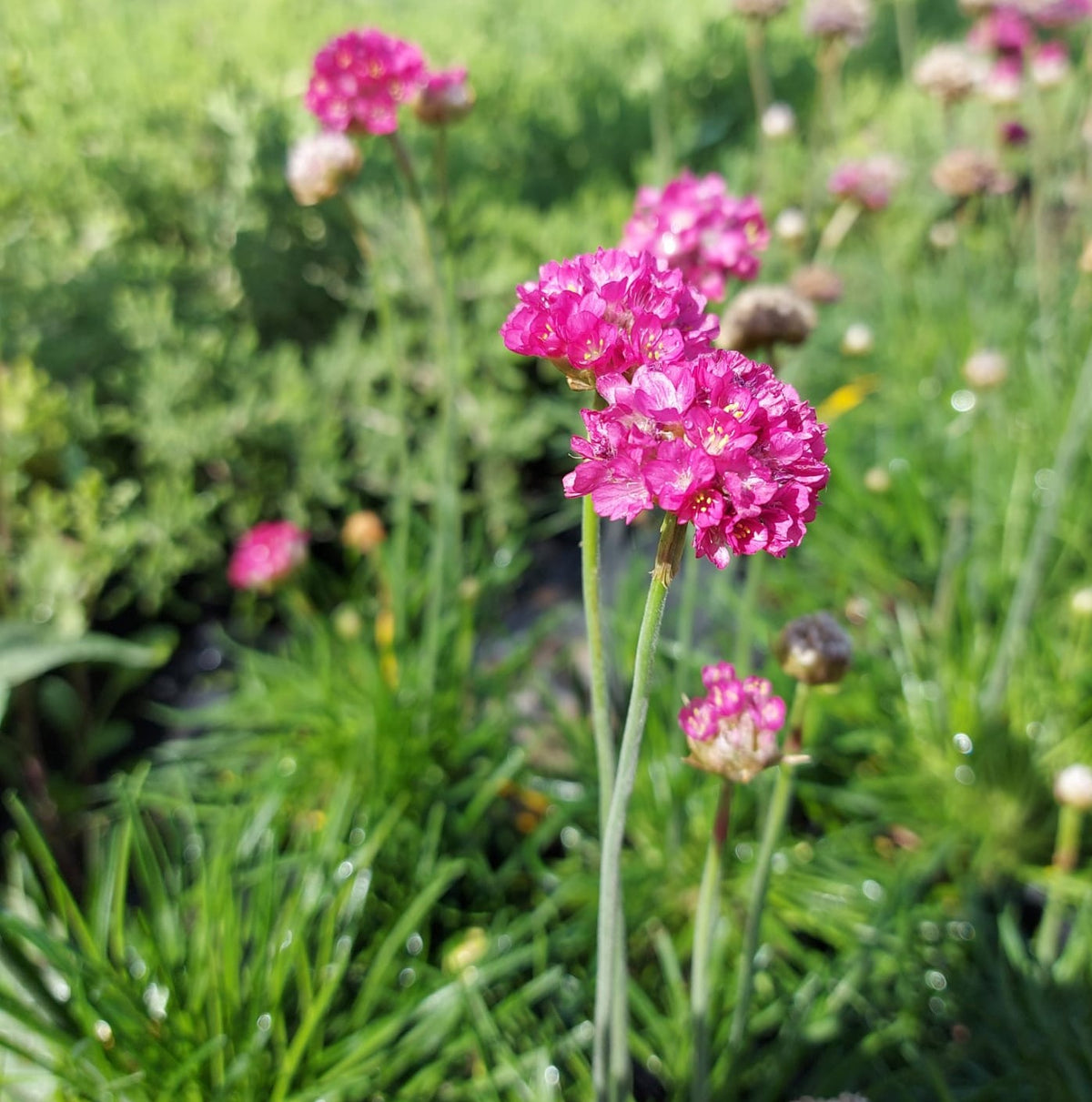 Armeria Marítima Rosada- Clavelina del mar