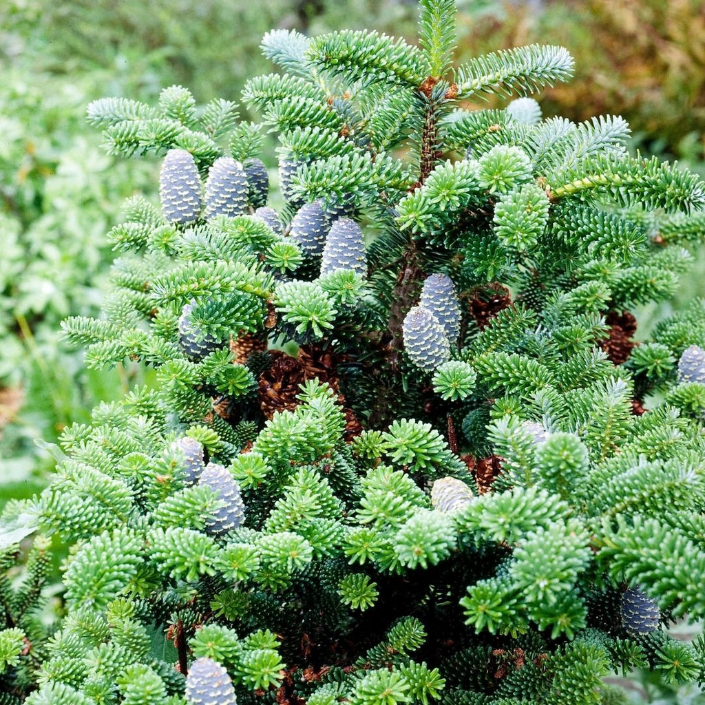 Abeto Noruego - Abies Nordmanniana