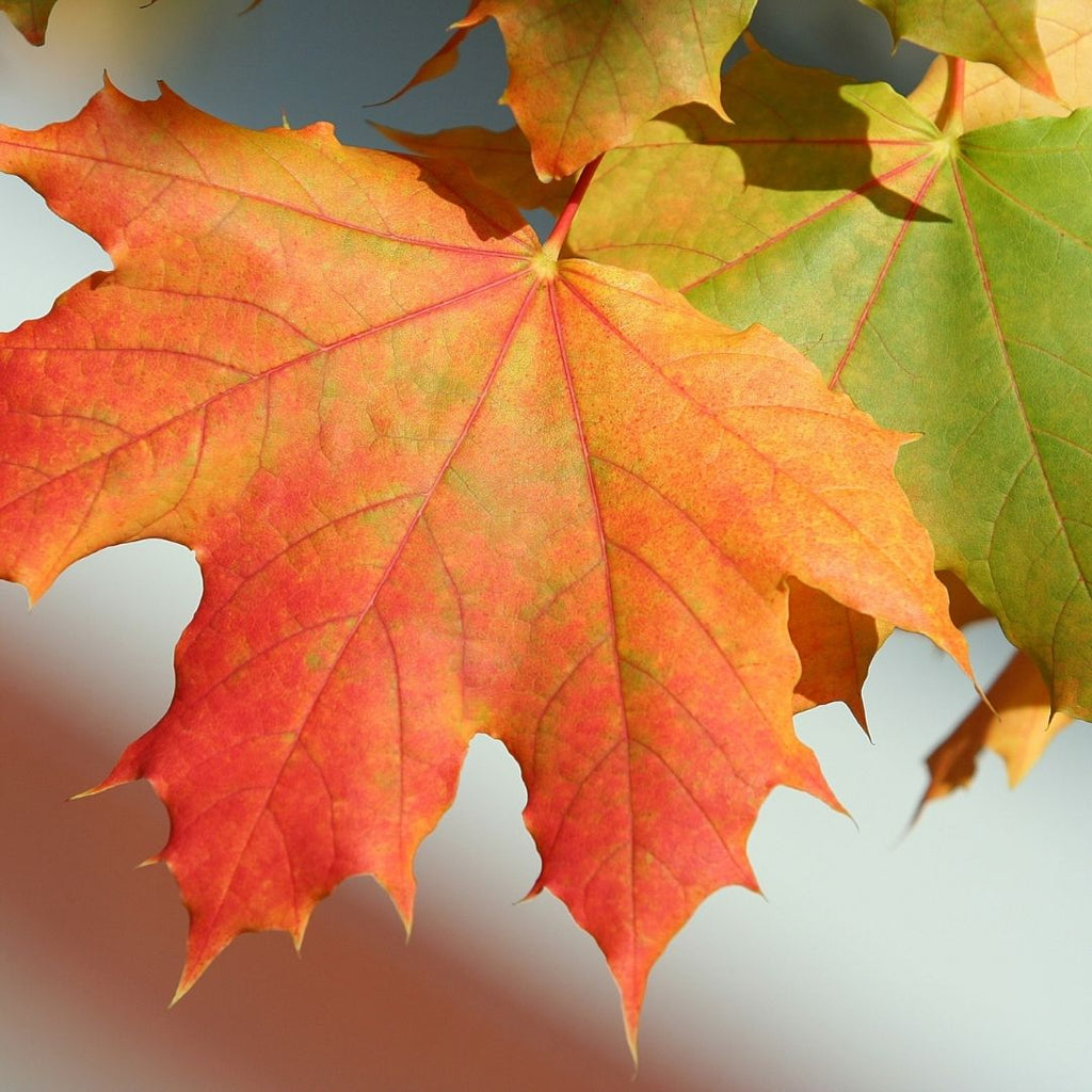 Acer del Azucar- Acer Saccharum
