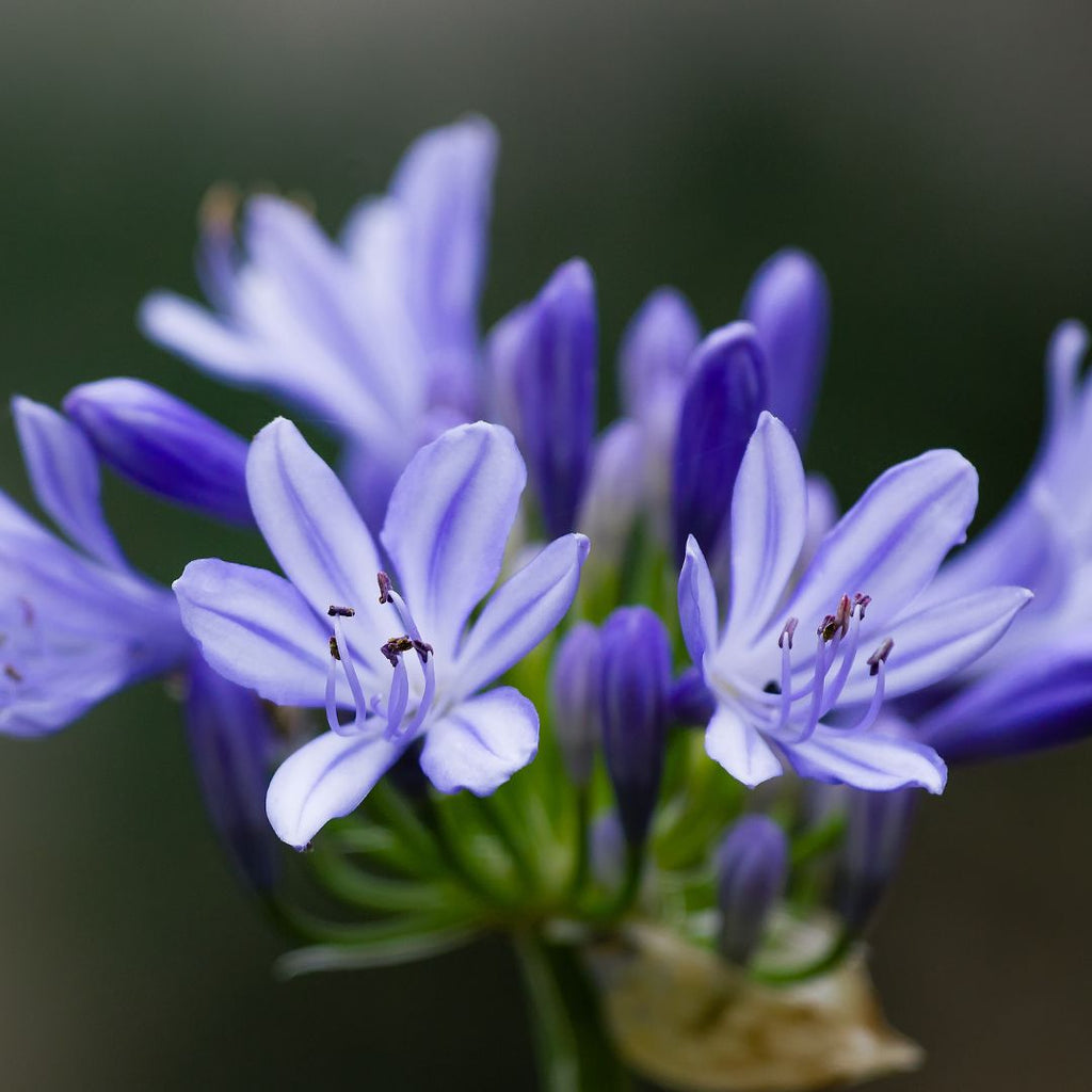 Agapanto enano- Agapantus dwarf blue