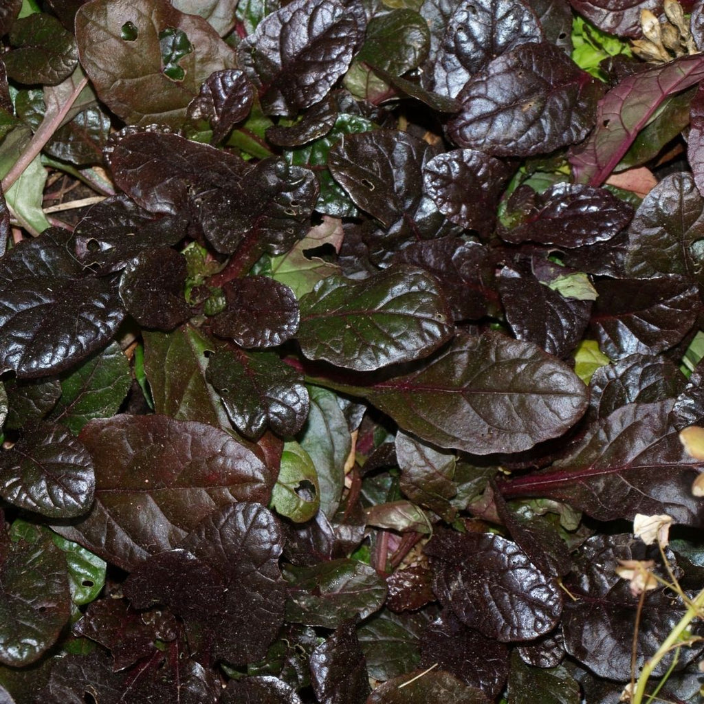 Ajuga Morada - Ajuga Reptans
